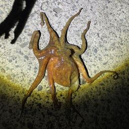 アジ
