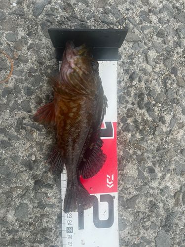 ガシラの釣果