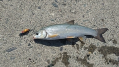 ウグイの釣果