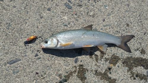ウグイの釣果