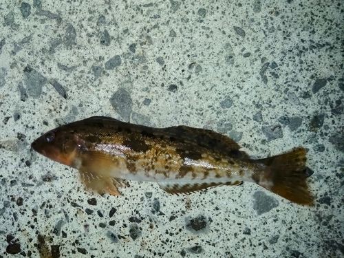 アイナメの釣果