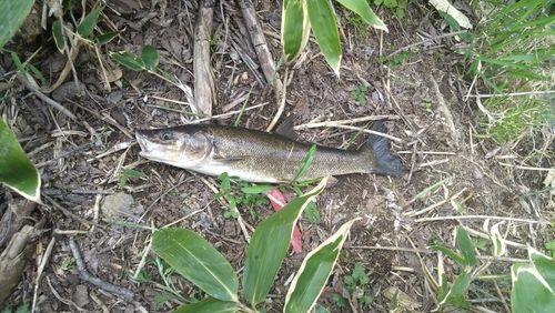 ウグイの釣果