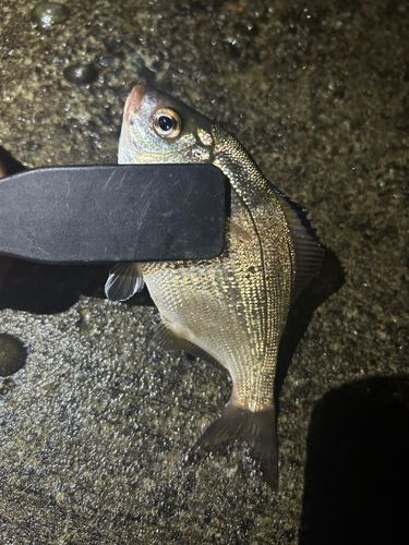 ウミタナゴの釣果