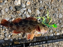 カサゴの釣果