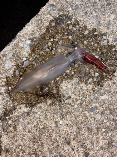ヤリイカの釣果