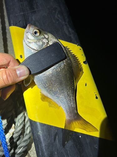 ウミタナゴの釣果