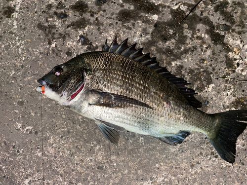 クロダイの釣果