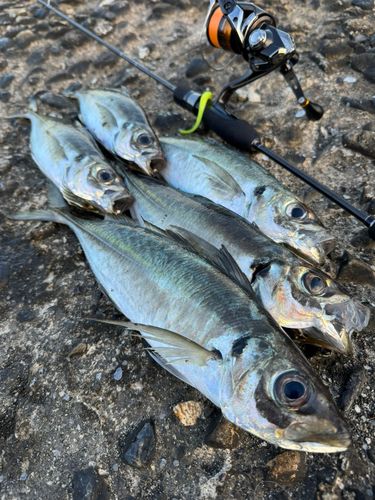 アジの釣果
