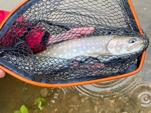 アメマスの釣果