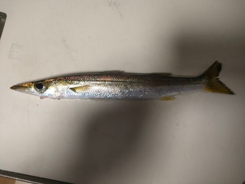 カマスの釣果