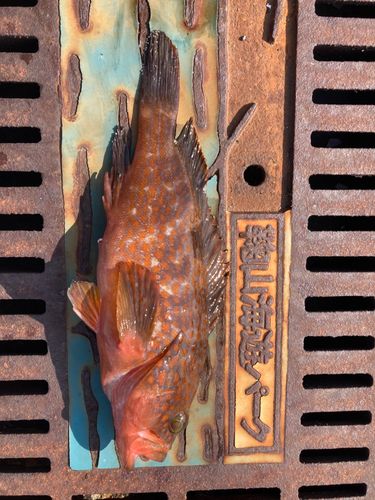 キジハタの釣果