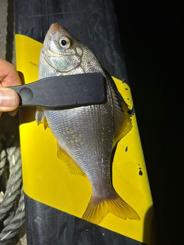 ウミタナゴの釣果