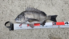 クロダイの釣果