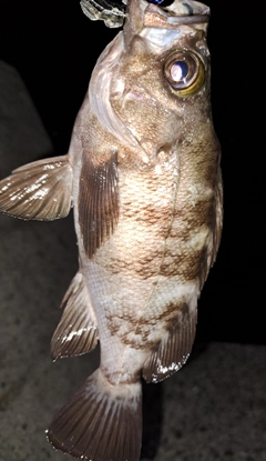 メバルの釣果
