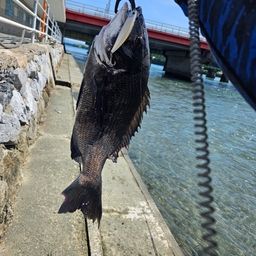 クロダイ