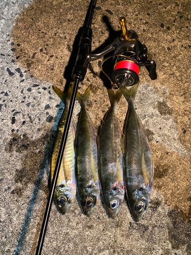 アジの釣果