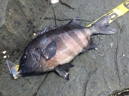 イシダイの釣果