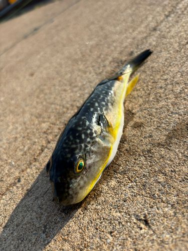 フグの釣果