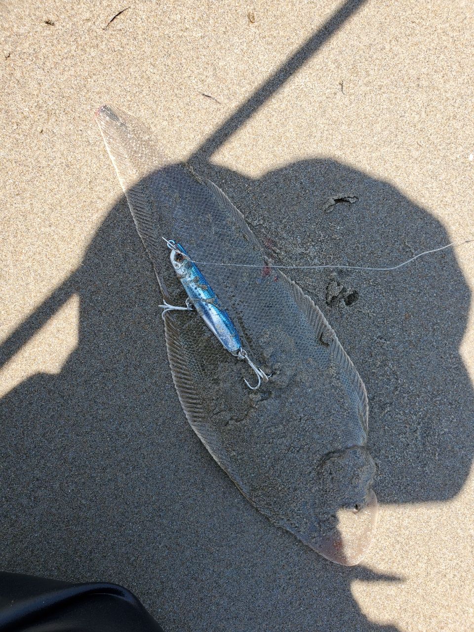 ヒラメ