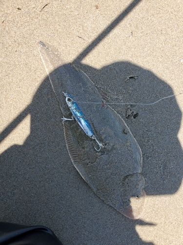 ヒラメの釣果