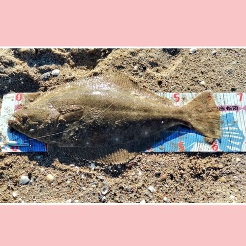 ヒラメの釣果