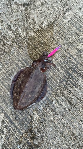 コウイカの釣果