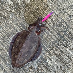 コウイカ