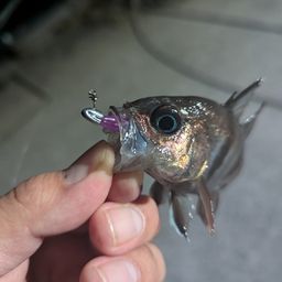 イシモチ