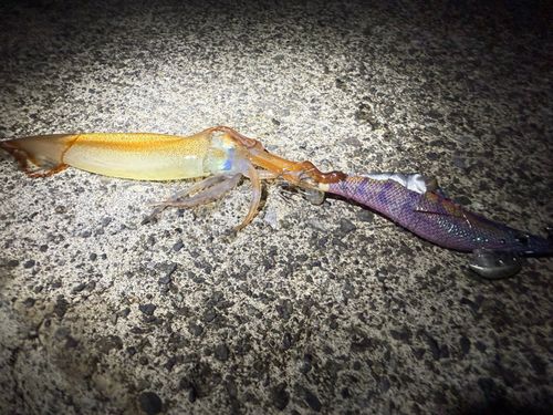 ヒイカの釣果