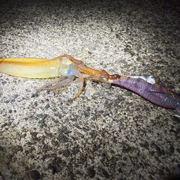 ヒイカ