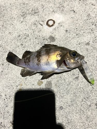 メバルの釣果