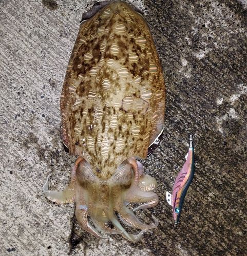 コウイカの釣果
