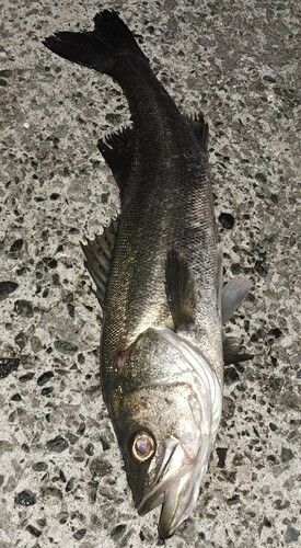 スズキの釣果