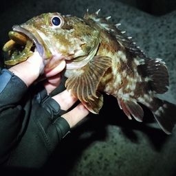 カサゴ