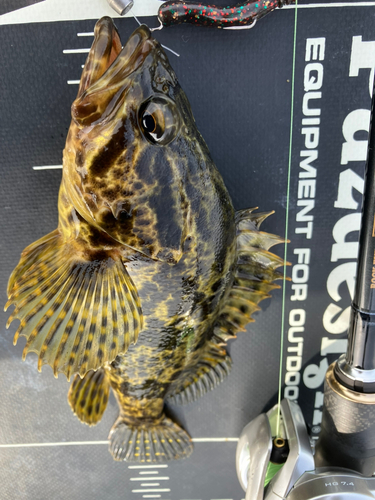 タケノコメバル フィギュア 魚寸30cm