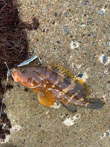 キジハタの釣果