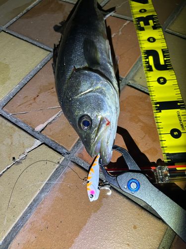 シーバスの釣果
