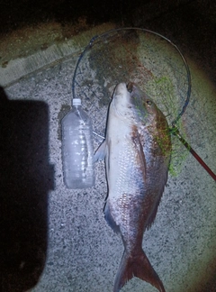 タイの釣果