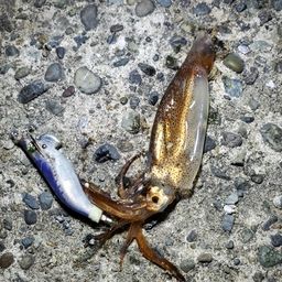 ムギイカ