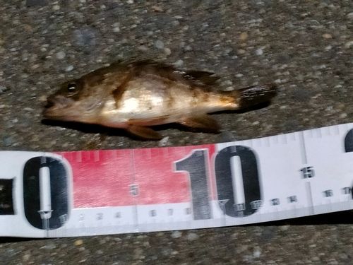 メバルの釣果