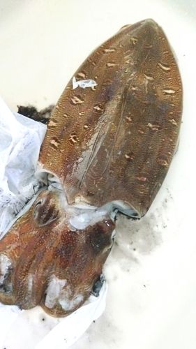 コウイカの釣果