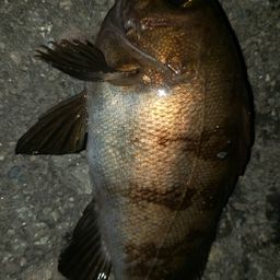 アカメバル