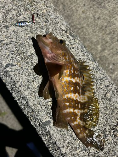 キジハタの釣果