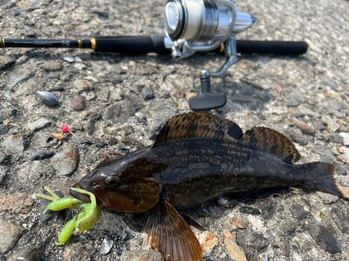 アブラコの釣果