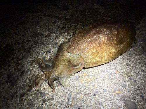 コウイカの釣果