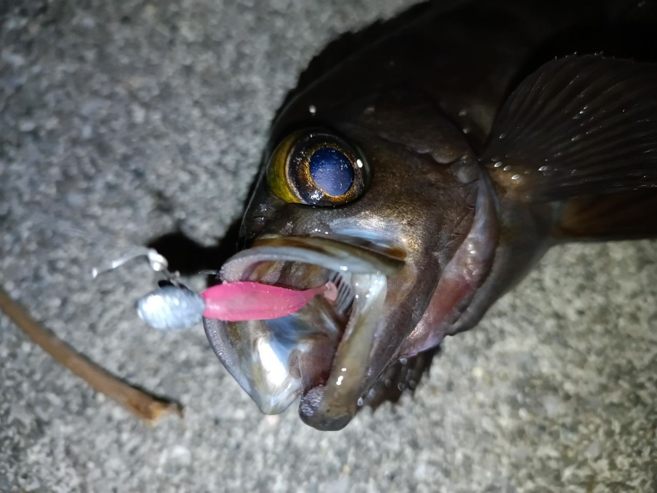 メバル