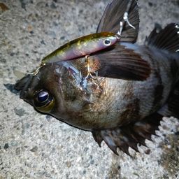 メバル