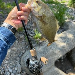 スモールマウスバス