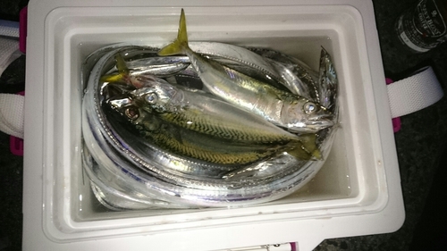 タチウオの釣果