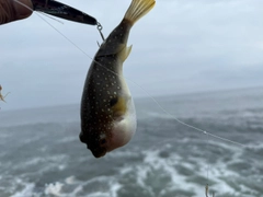 クサフグの釣果